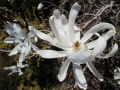 Magnolia stellata (2).JPG